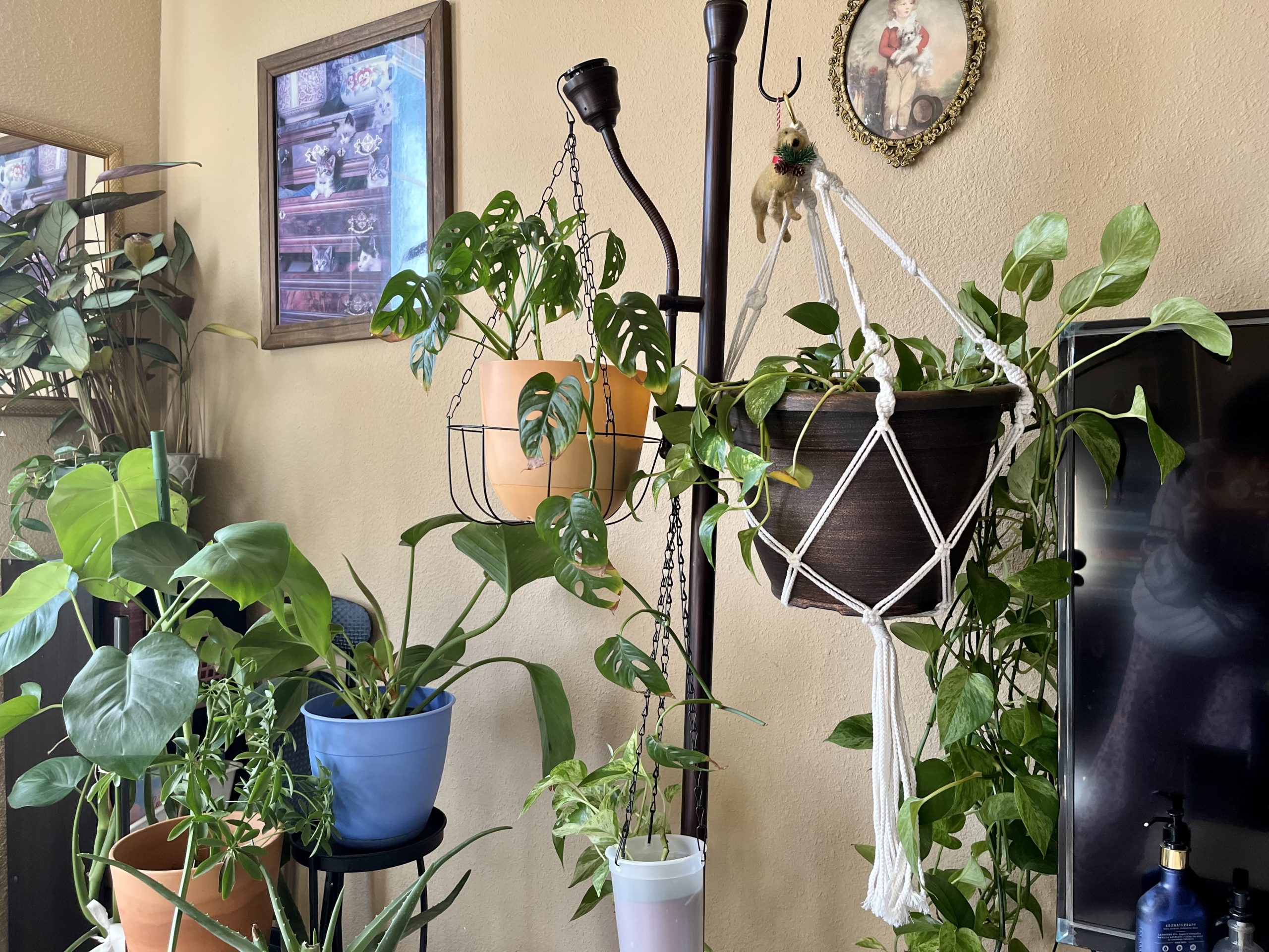 Hanging planters hanging from lamp stand