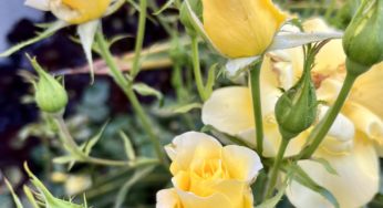 Cutting roses: When to do it for the best results