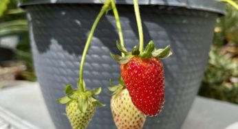 Impulsively buying a strawberry plant in a hanging basket