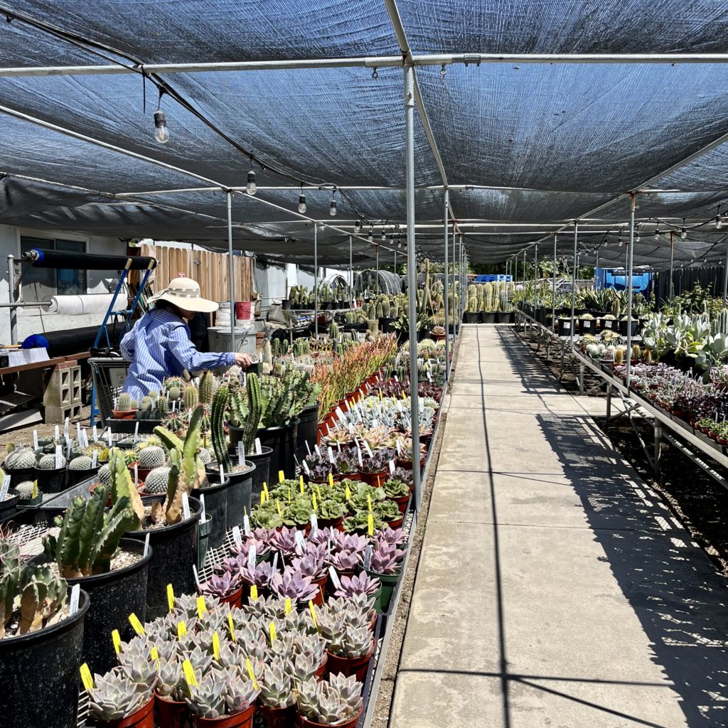 Woman in floppy hat and blue shirt in cactus greenhouse