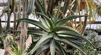 Visiting Poot’s Cactus Nursery in Ripon, CA — again!