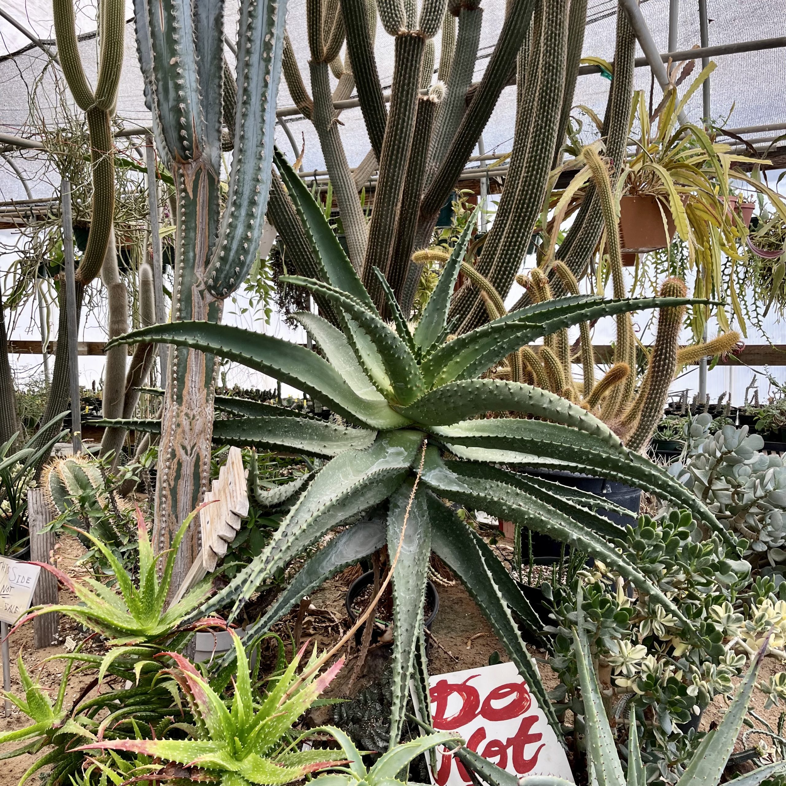 Cacti and aloe