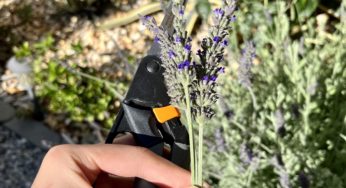 Harvesting fresh English lavender to make tea