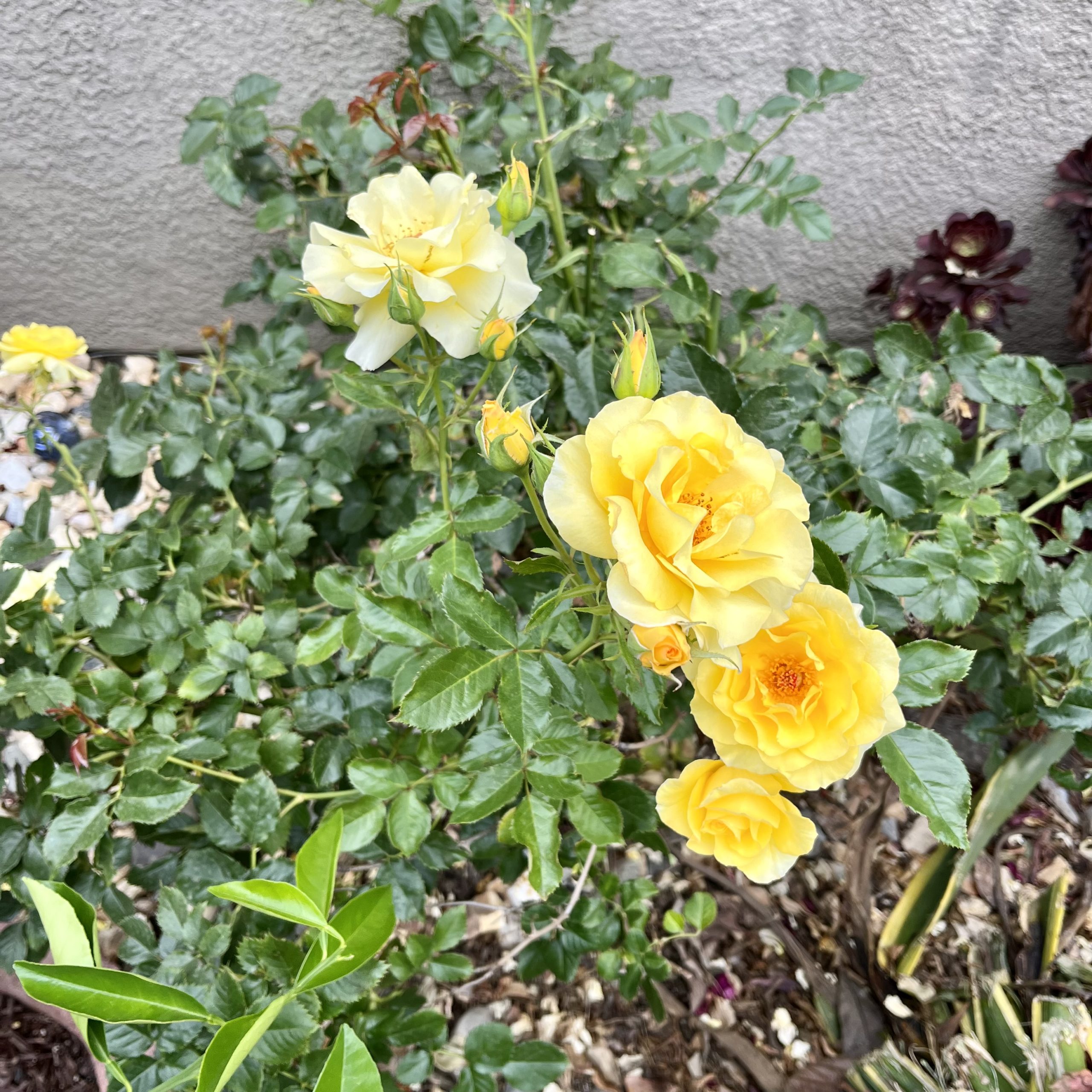 Yellow roses