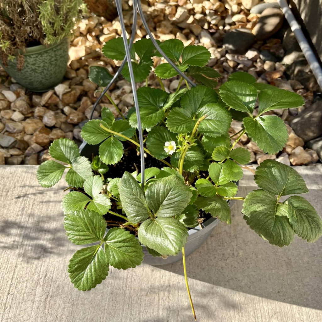 Strawberry plant