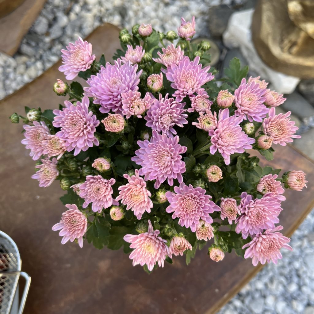 Purple pink chrysanthemums