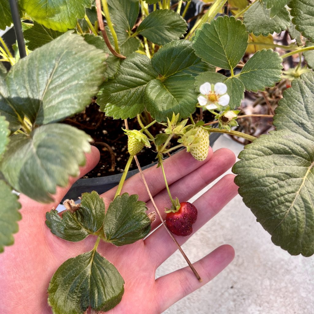 Hand holding strawberry plant