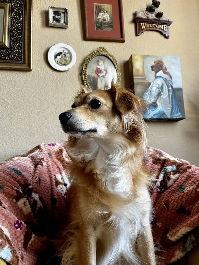 Yellow dog in front of dog gallery wall