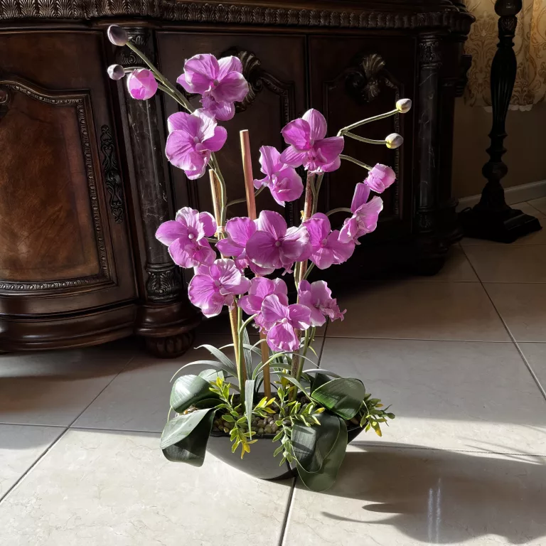Purple faux moth orchid plant
