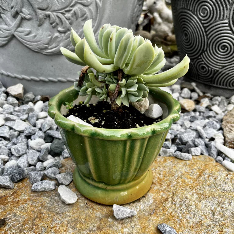 Succulent in ruffled green porcelain planter