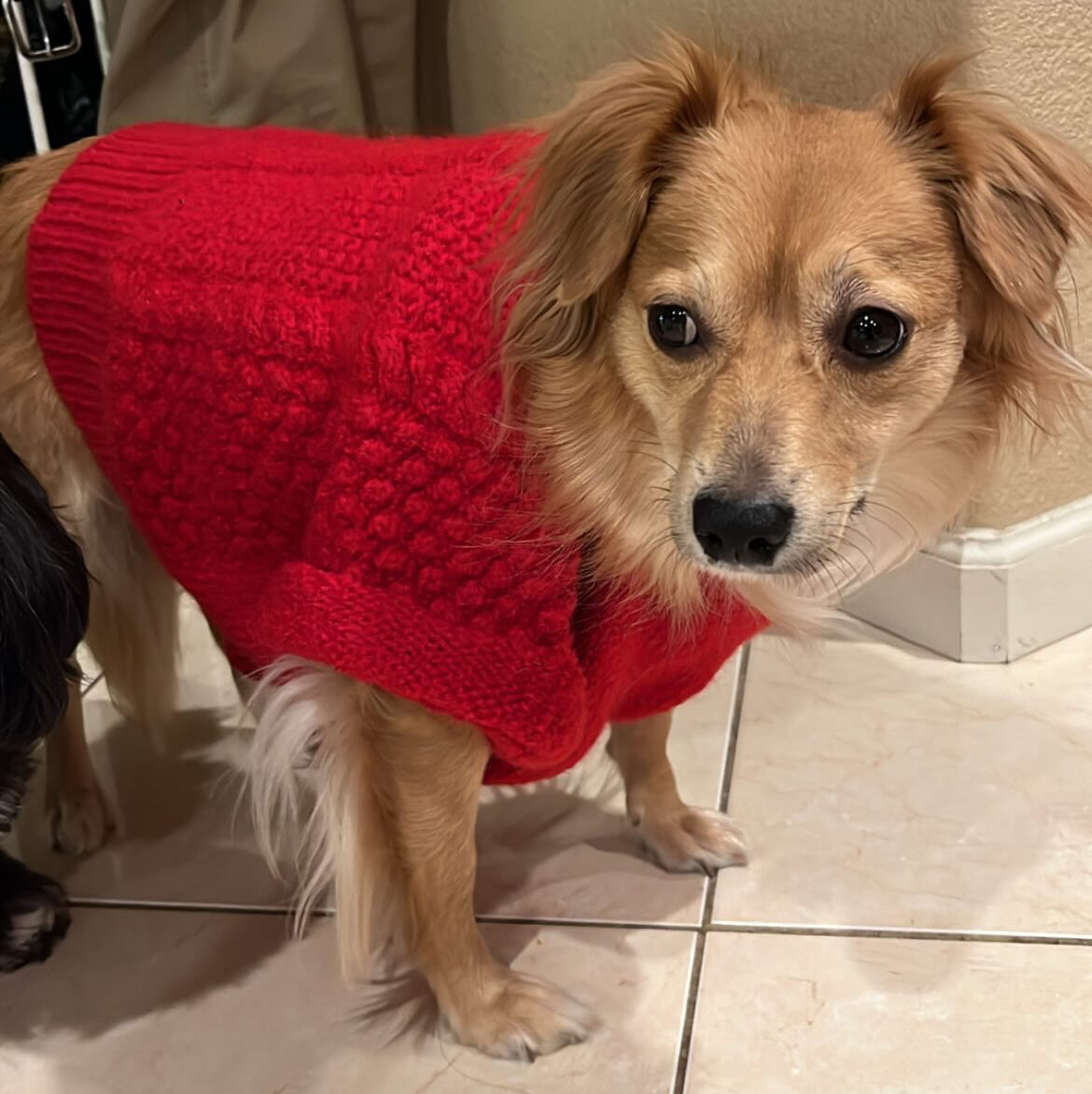 Golden dog in red sweater