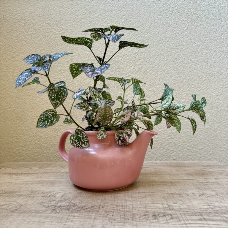 Polka dot plant in teapot