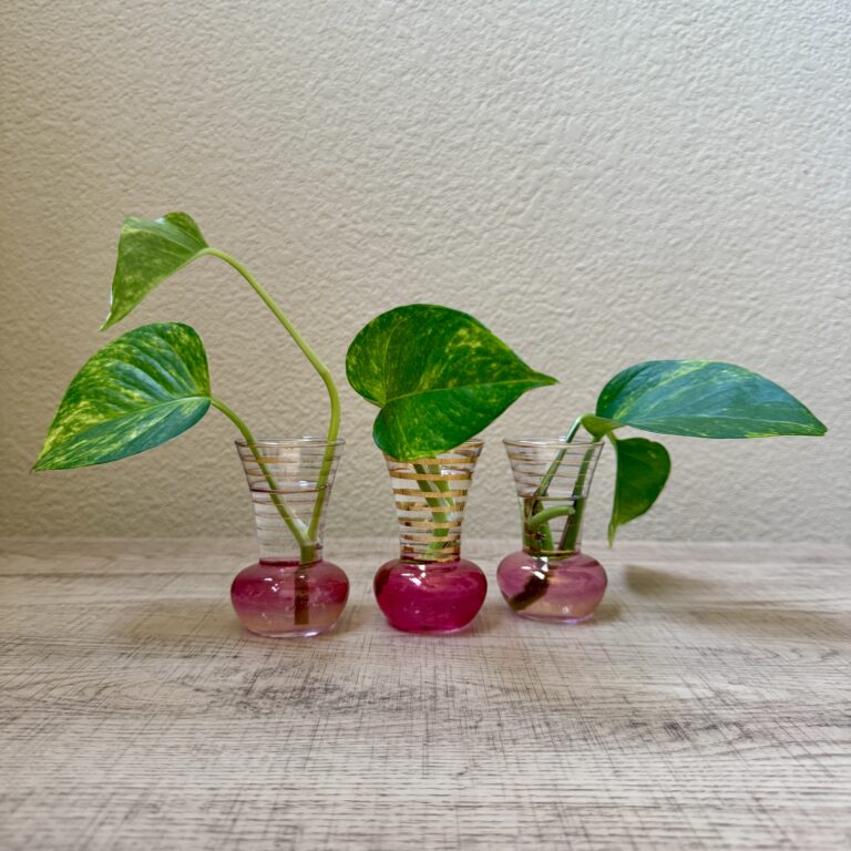 Cuttings in pink bud vases