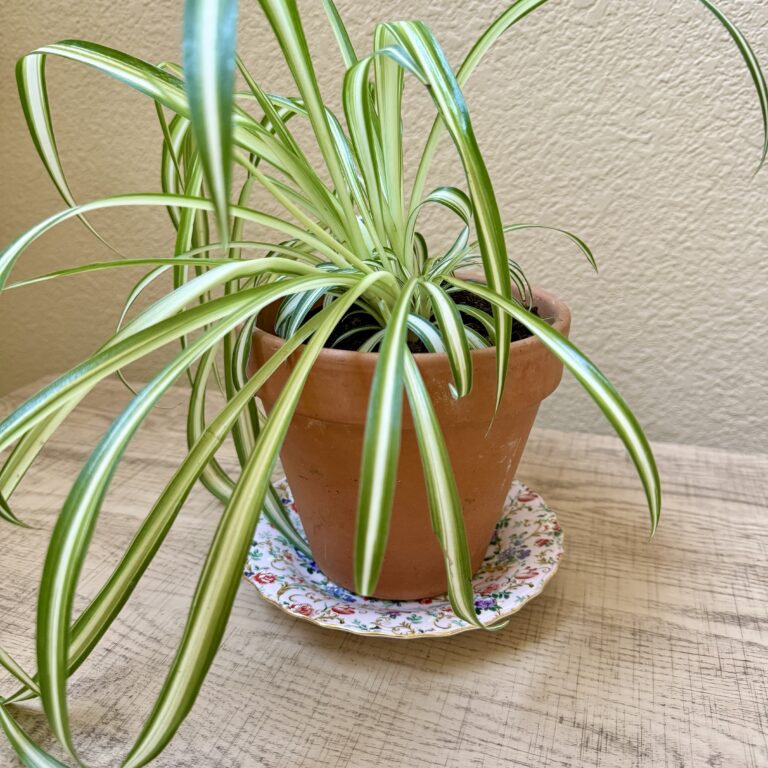 Spider plant on Royal Cotswolds plate