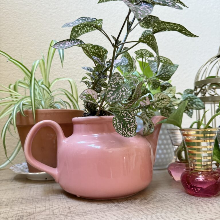 Polka dot plant in teapot