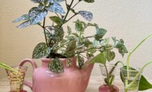 Pink plant accessories