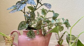 Upcycling thrift store finds into indoor gardening accessories 