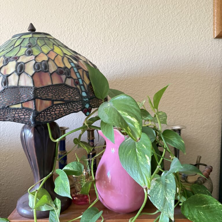 Pothos in a pink pitcher