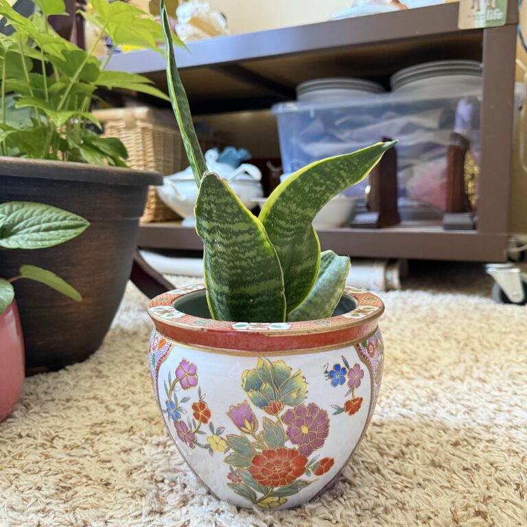 Snake plant in chinese planter